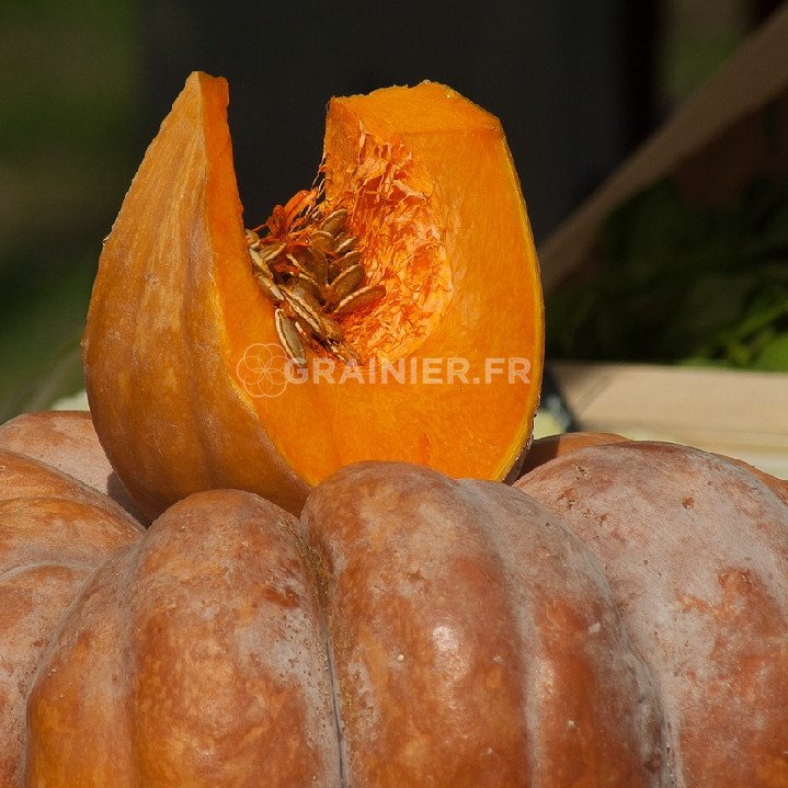 Musk squash from Provence image